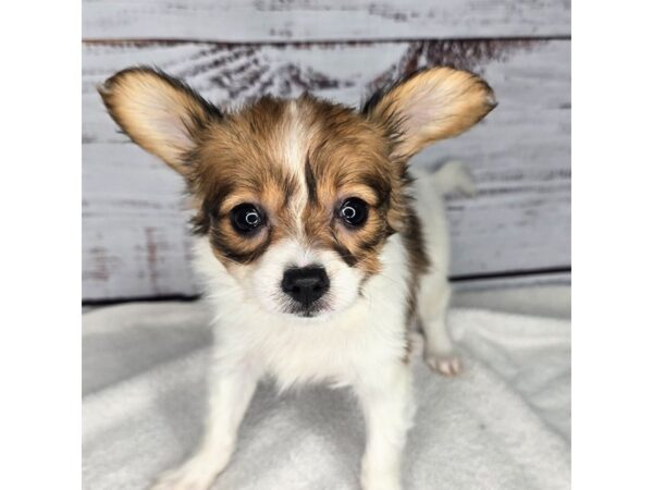 Papillon – 10159