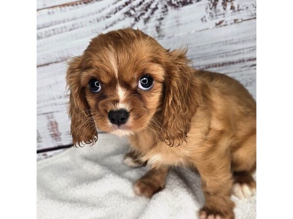 Cavalier King Charles Spaniel – 10160