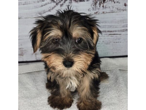 Yorkshire Terrier – 10162