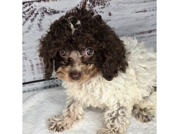 Cavapoo – 10180