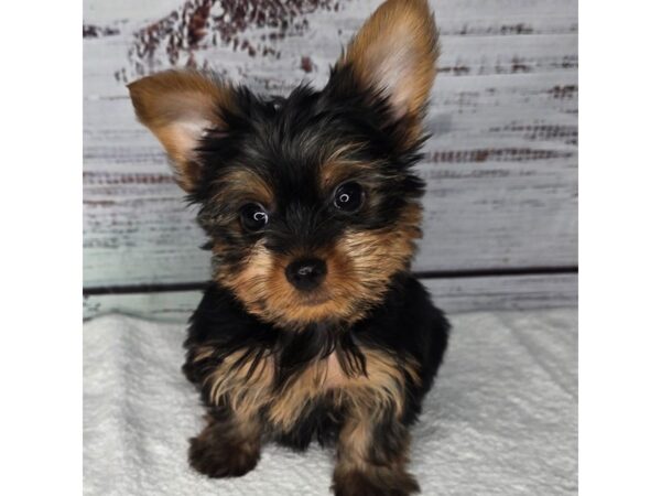 Yorkshire Terrier – 10178