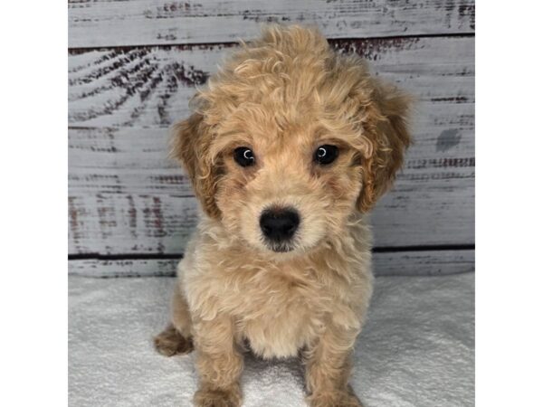 Goldendoodle Mini – 10177
