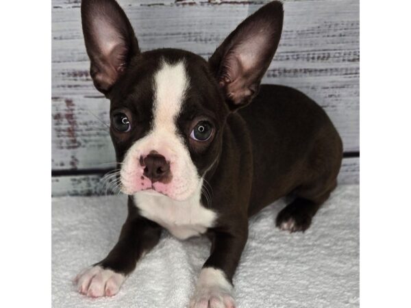 Boston Terrier – 10174