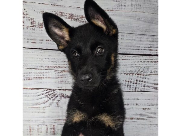 German Shepherd Dog – 10176