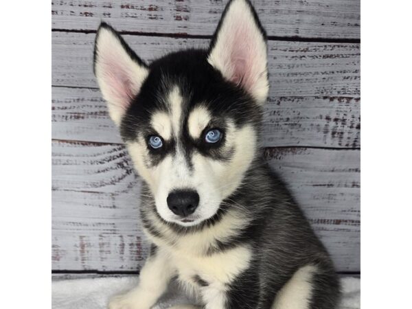 Siberian Husky – 10182