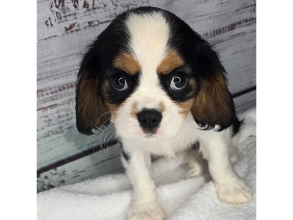 Cavalier King Charles Spaniel – 10184