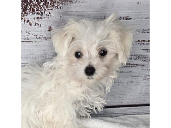 Maltese – 10185