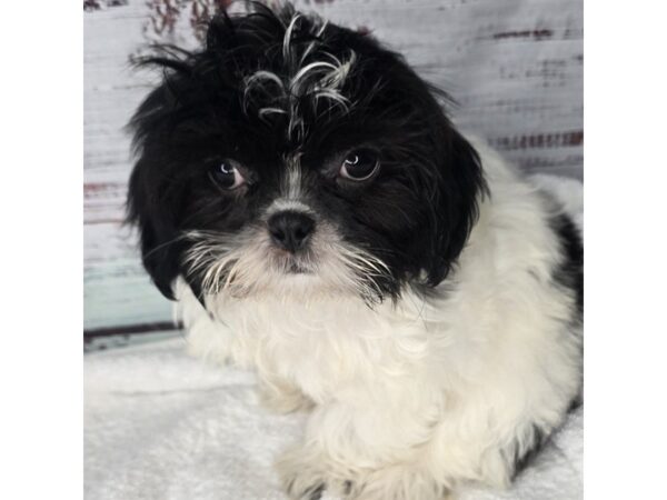 Shih Tzu – 10186