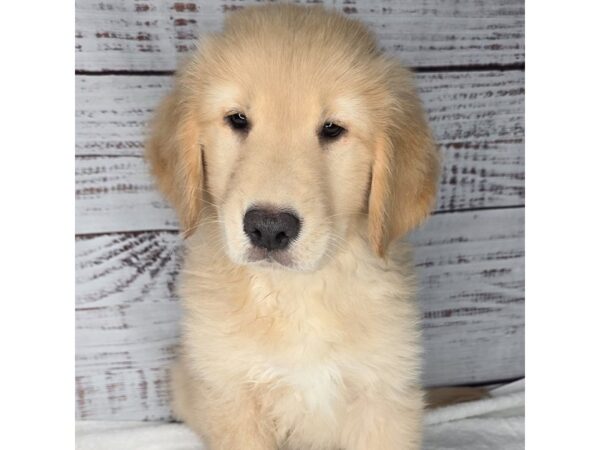 Golden Retriever – 10192