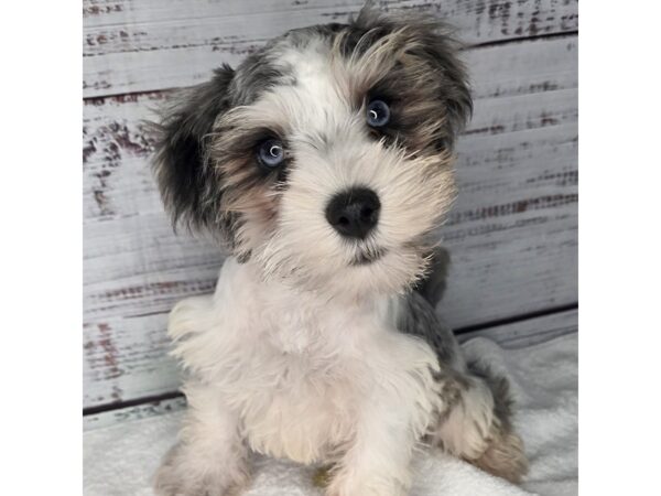 Miniature Schnauzer – 10191