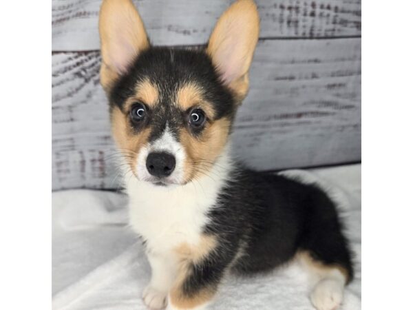 Pembroke Welsh Corgi – 10190