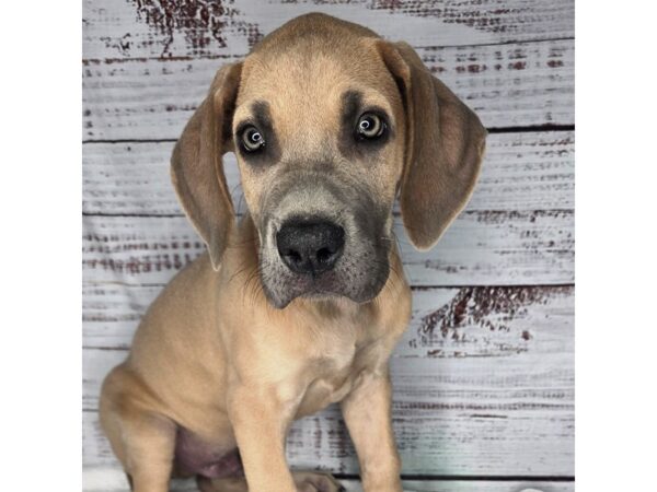 Great Dane – 10189